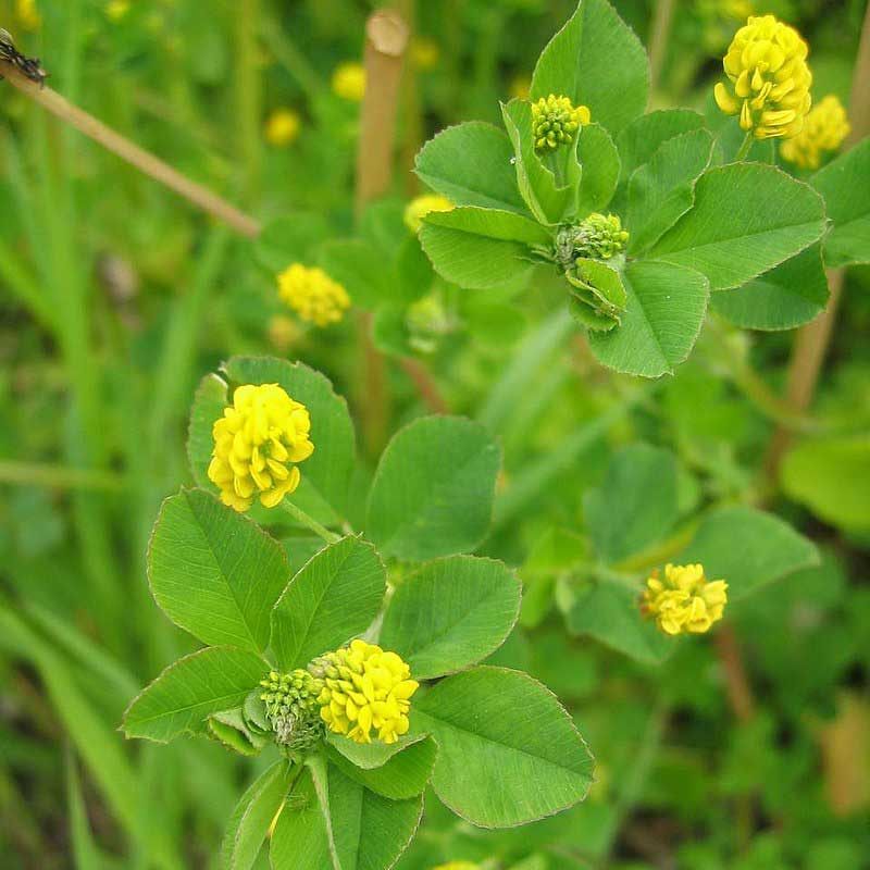 Luzerne lupuline © DR