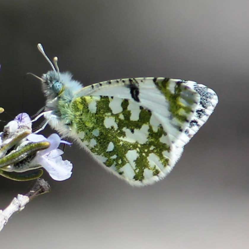 Marbré de Lusitanie © Marion Fouchard