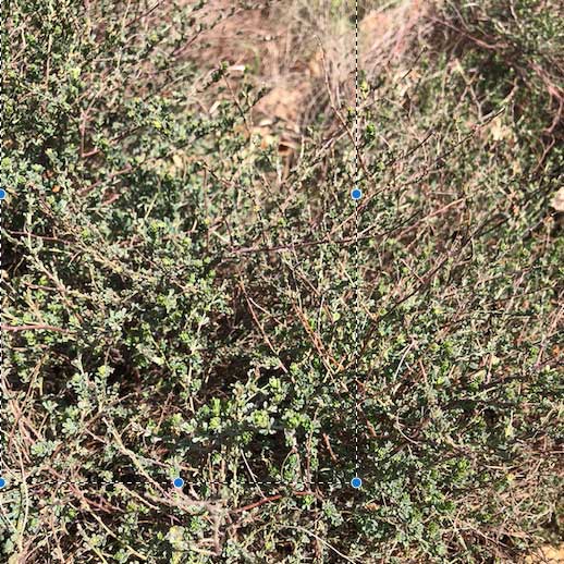 Marrube © Solenn Bernard