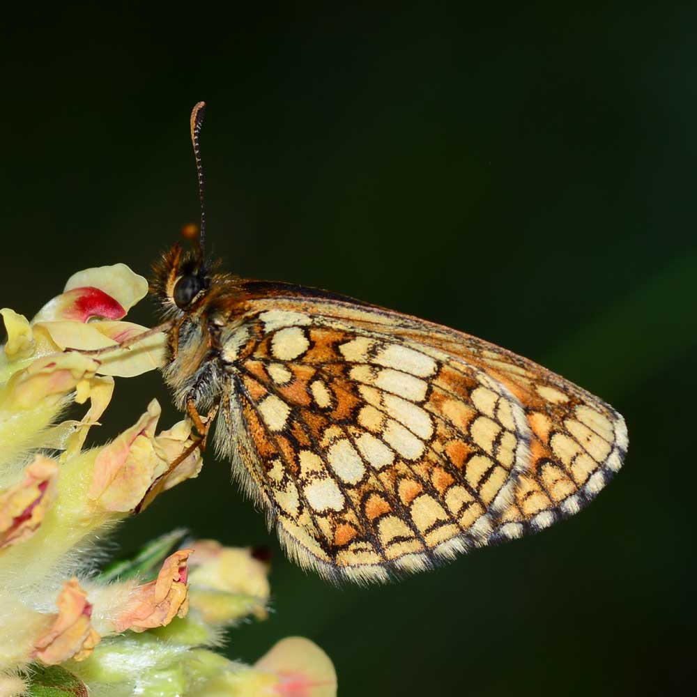 Mélitée des digitales © Louis Ton