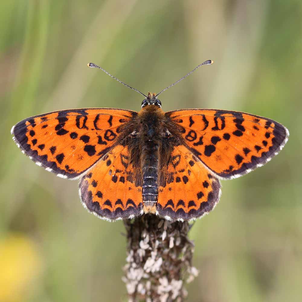 Mélitée orangée © Marion Fouchard