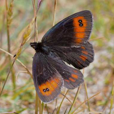 Moiré des pierriers © Frédéric Maillot