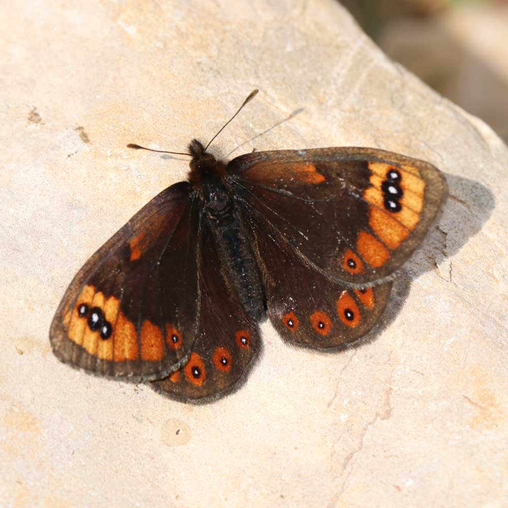 Moiré provençal © Marion Fouchard