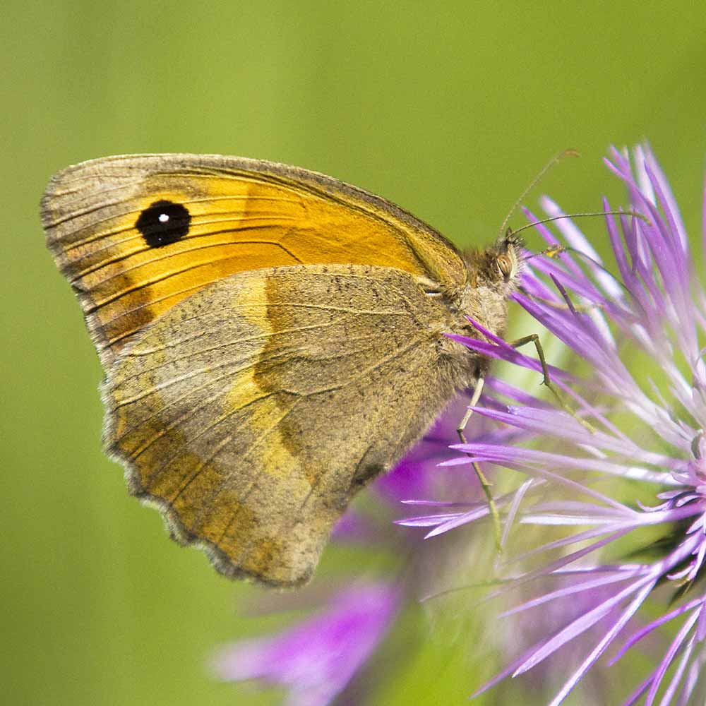 Myrtil © André Simon