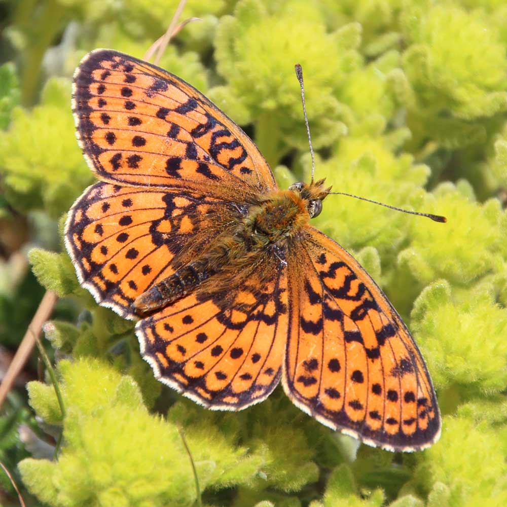 Nacré de la filipendule © Marion Fouchard