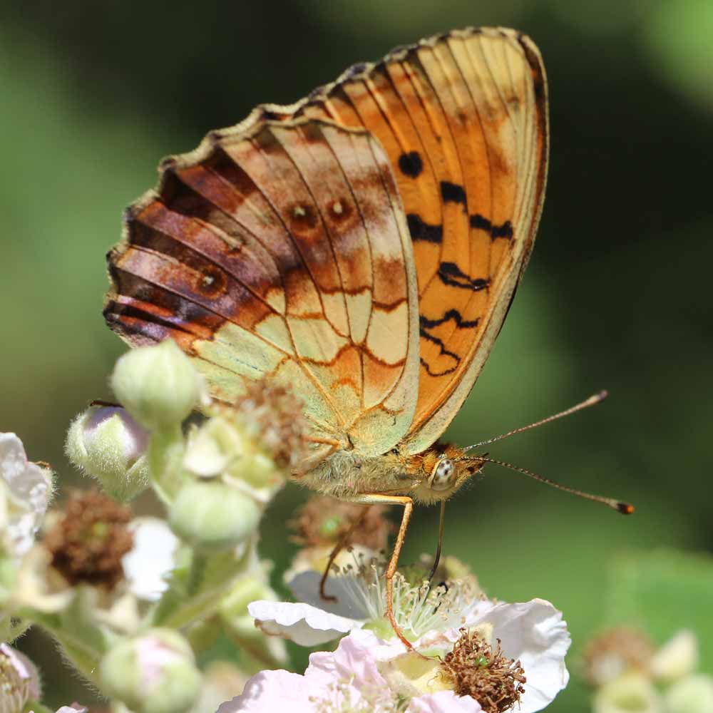 Nacré de la ronce © Marion Fouchard