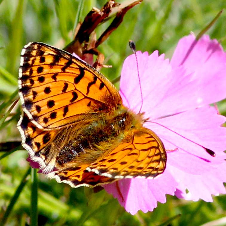 Nacré des Balkans © Patrick Kern