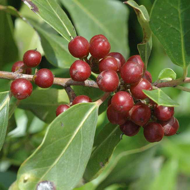 Nerprun alaterne © Jan Van Der Straaten