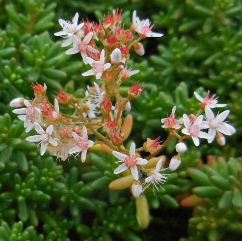 Orpin blanc © Ed Stikvoort