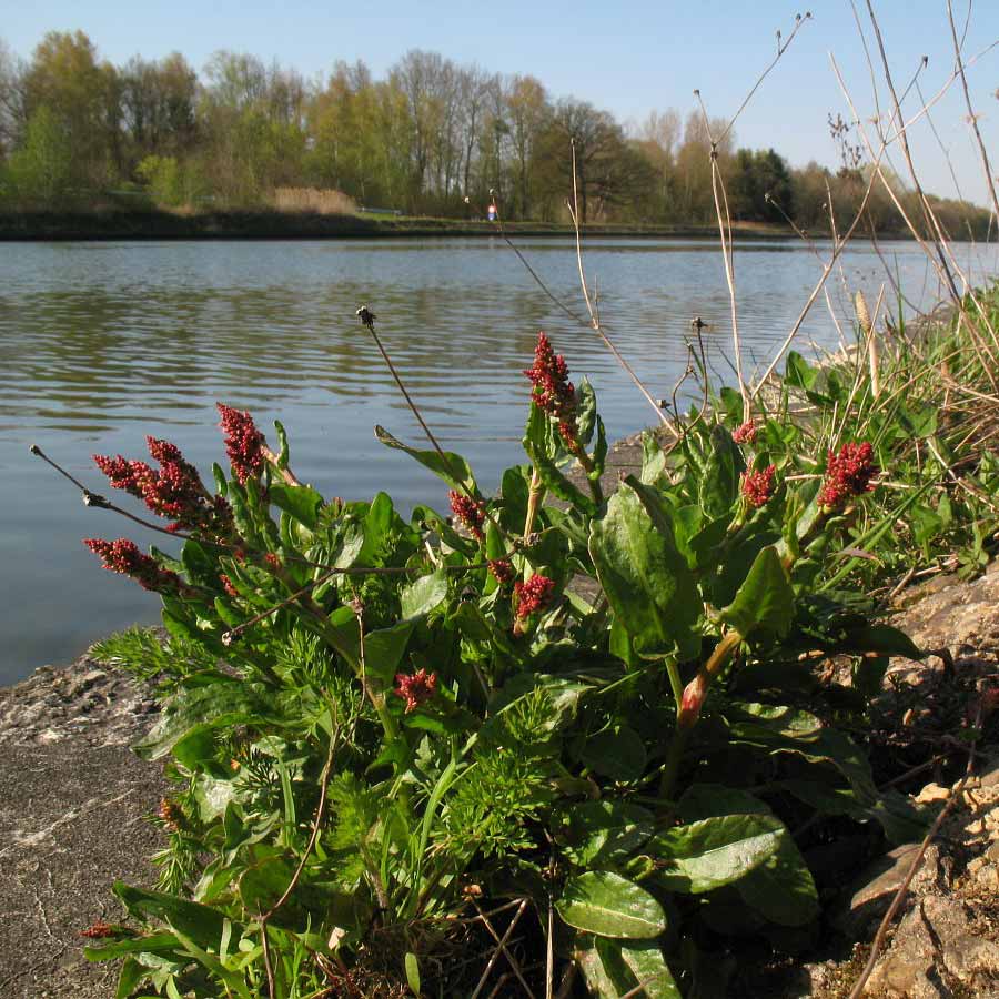 Oseille commune © Rutger Barendse