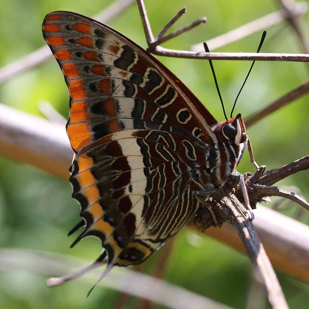 Pacha à deux queues © Norbert Chardon