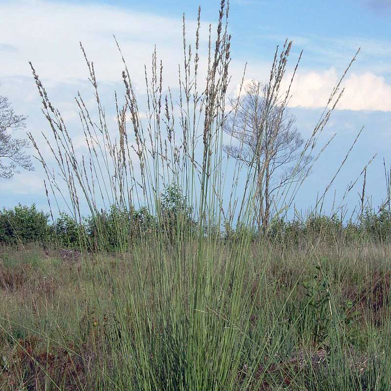 Paleine © Elke Freese