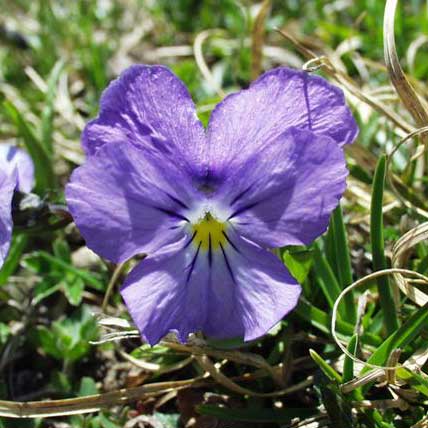 Pensée des alpes © Henry Brisse