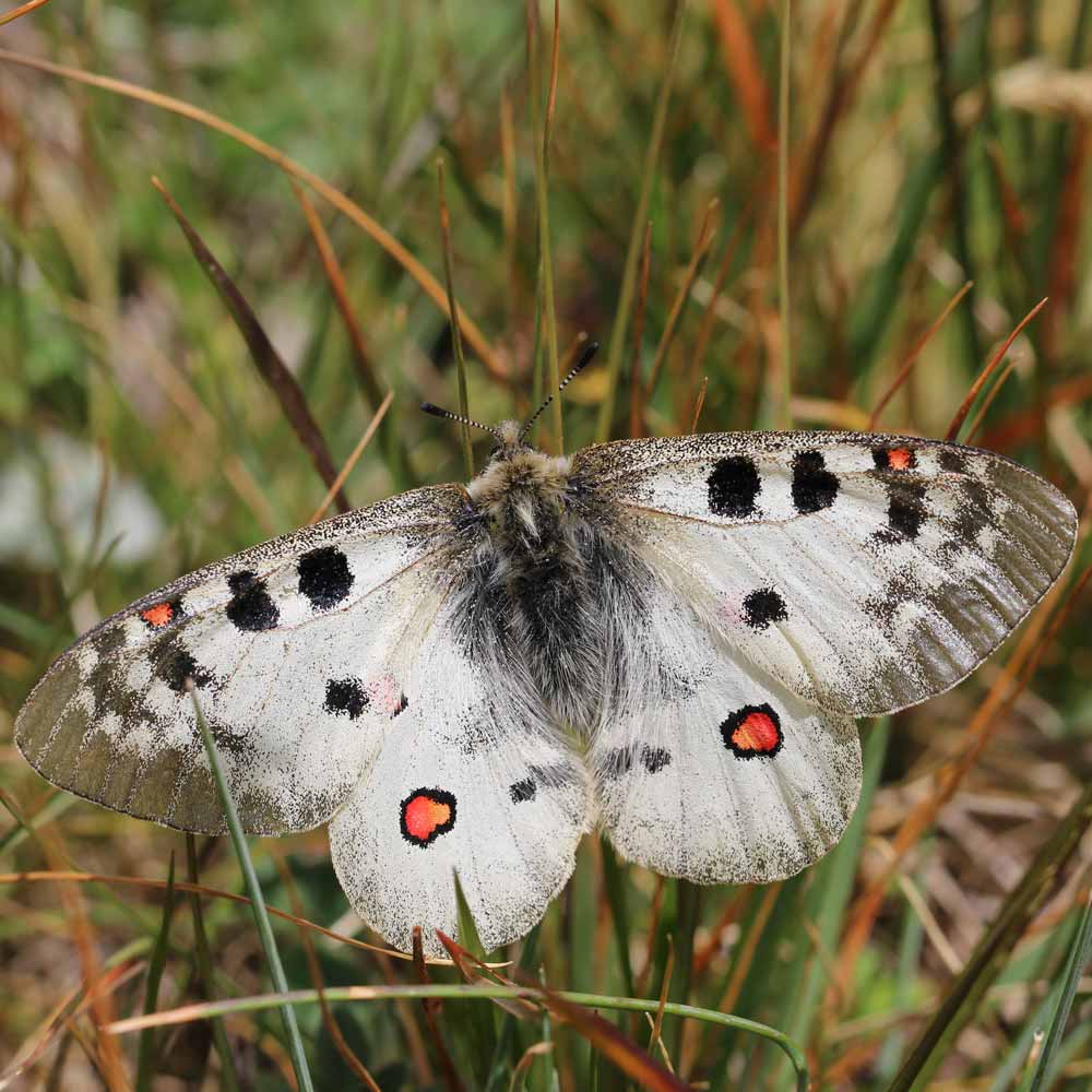 Petit Apollon © Marion Fouchard