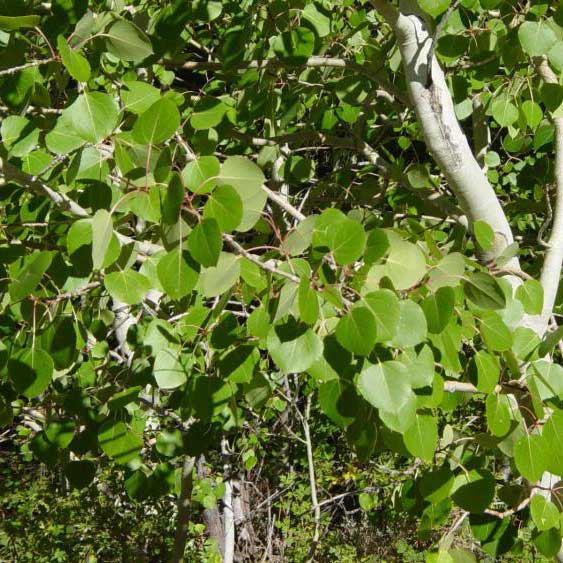 Peuplier tremble © DR