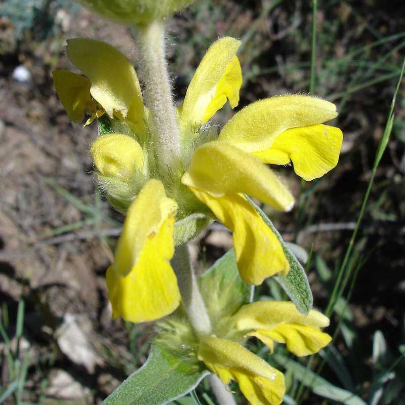 Phlomide lychnite © DR