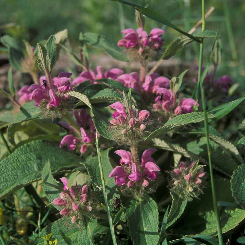 Phlomis herbe au vent © Inigo Sanchez
