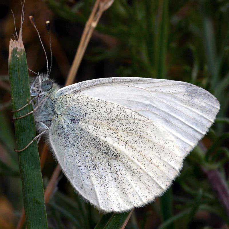 Piéride de l’Aethionème © Daniel Morel