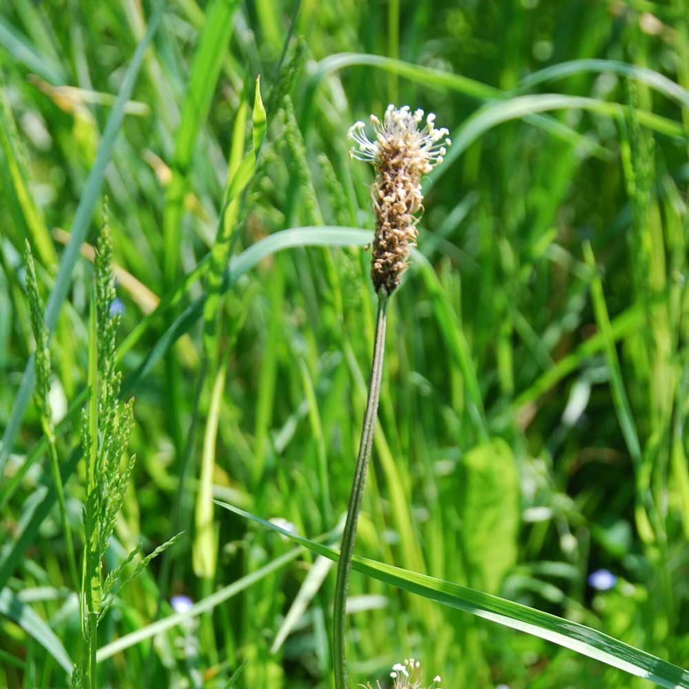 Plantain © Marion Fouchard