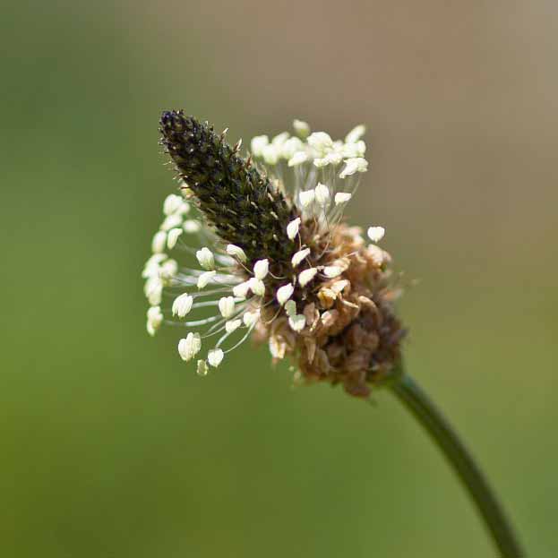 Plantain lanceole © Rudmer Zwerver