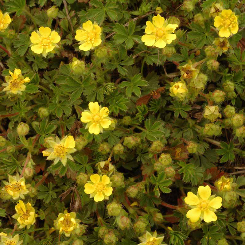 Potentille de Neumann&nbsp;© Jan Van Der Straaten
