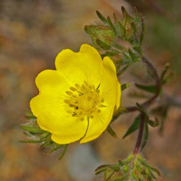 Potentille hérissée © Ettore Balocchi