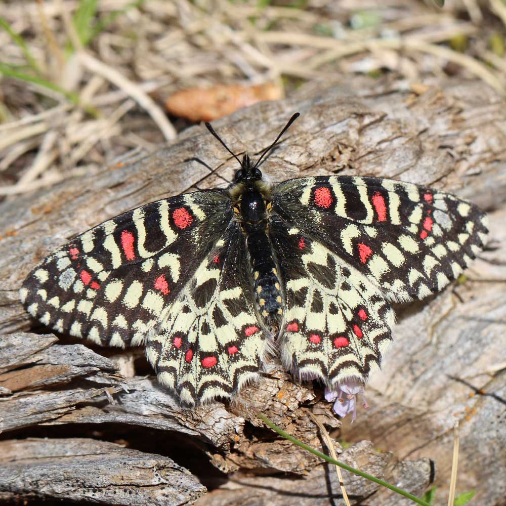 Proserpine © Marion Fouchard