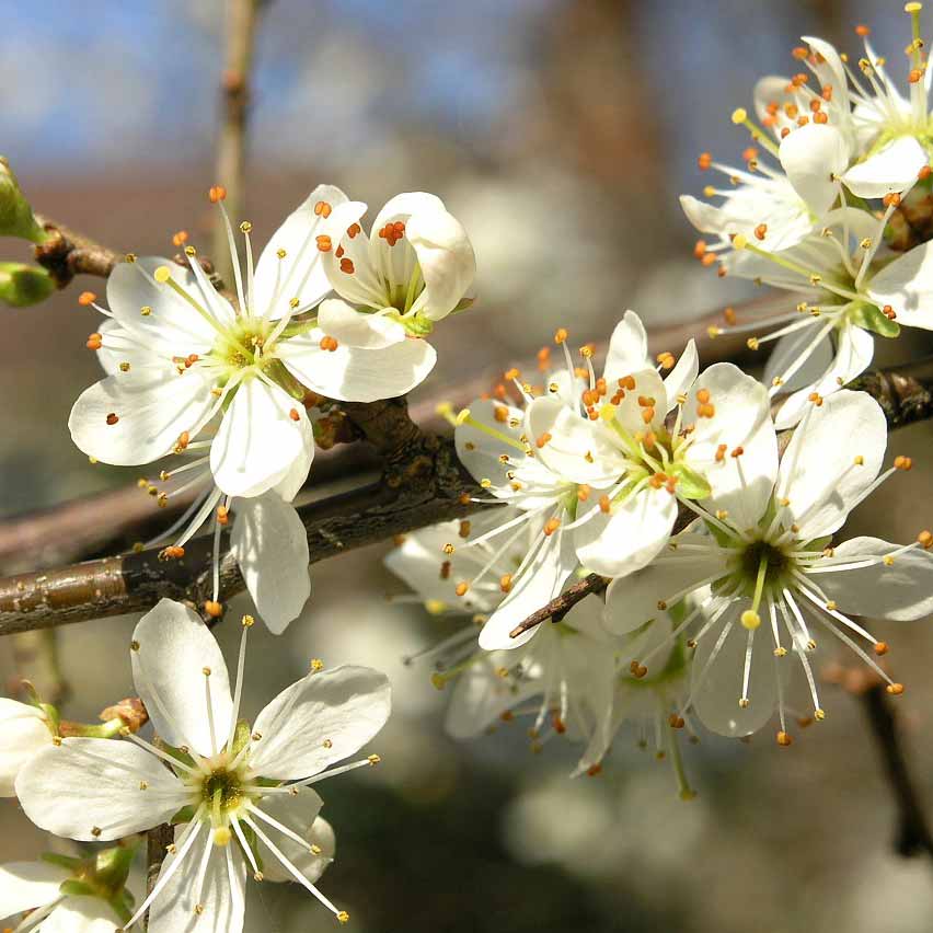 Prunellier commun © Hans Dekker