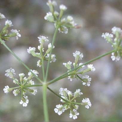 Ptychotis à feuilles variées © Laurent Sicart