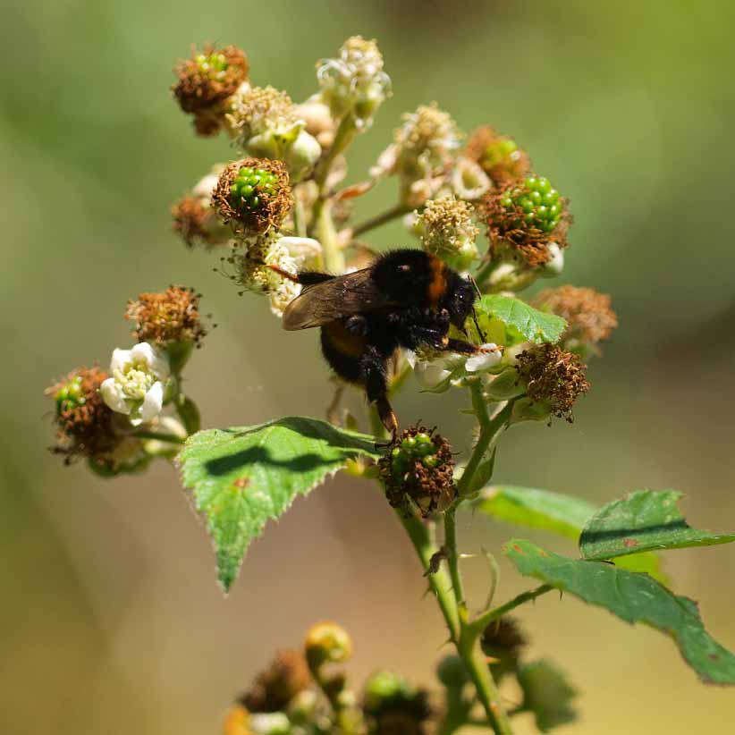 Ronce commune © Rudmer Zwerver