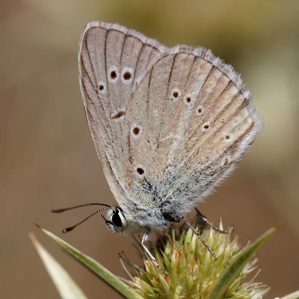 Sablé de la luzerne © Marion Fouchard