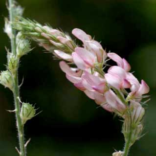 Sainfoin couché © O. Nawrot