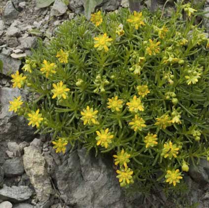 Saxifrage des ruisseaux © Jan Van Der Straaten