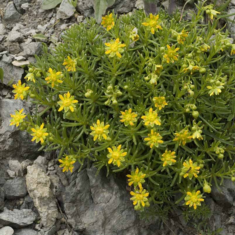 Saxifrage faux-Orpin © Jan Van Der Straaten