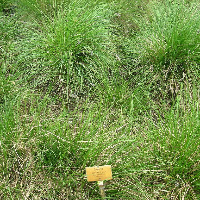 Seslérie bleue © DR