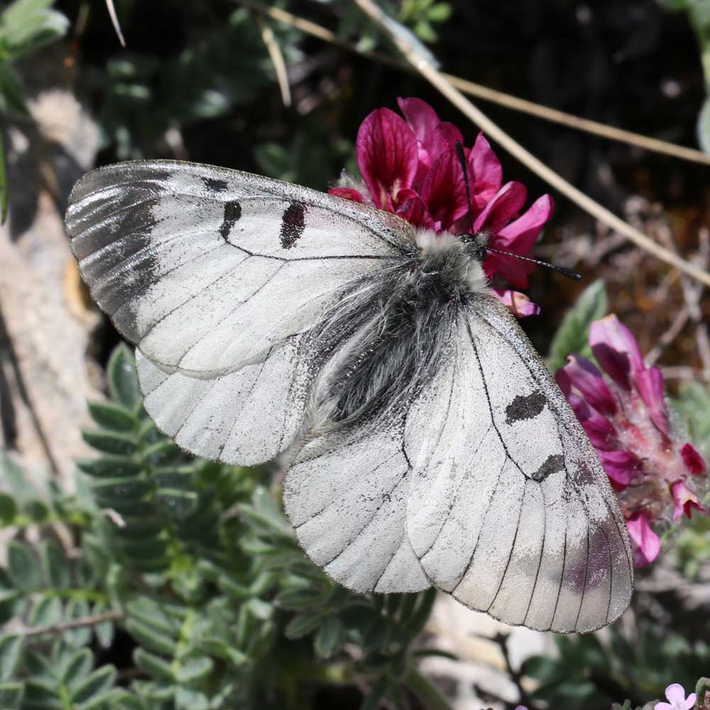 Semi-Apollon © Marion Fouchard