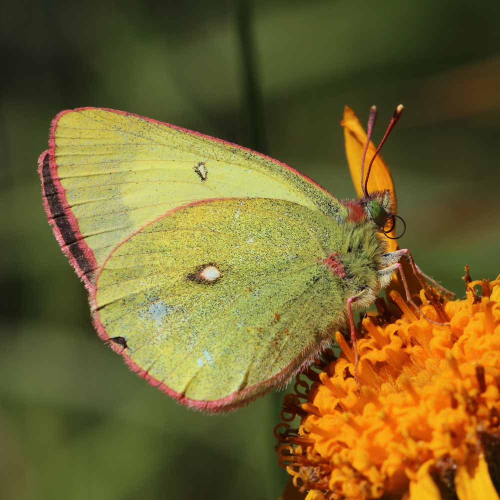 Solitaire © Marion Fouchard