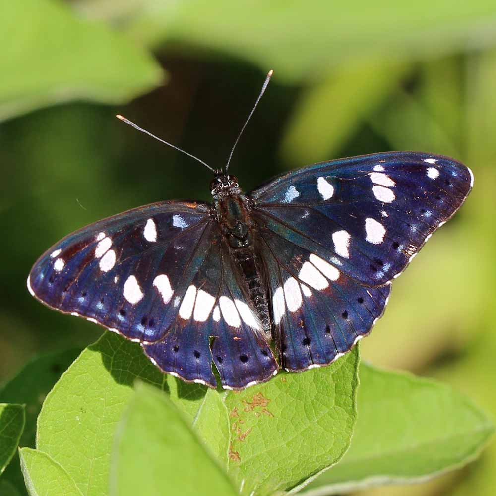 Sylvain azuré © Marion Fouchard