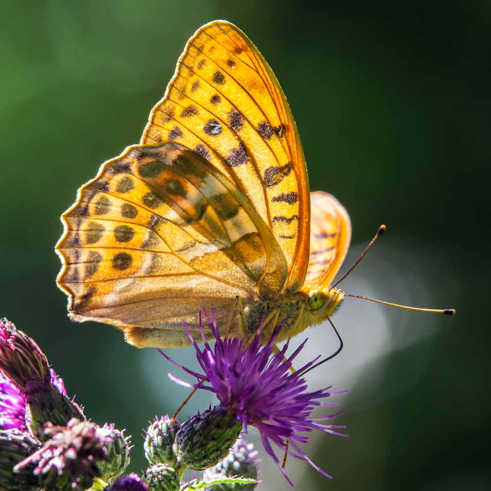 Tabac d'Espagne © André SImon