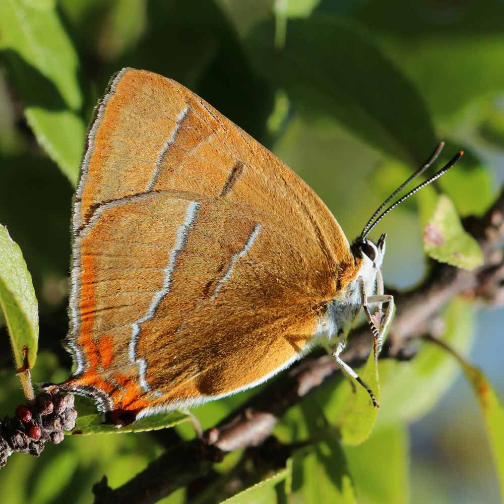 Thècle du bouleau © Marion Fouchard