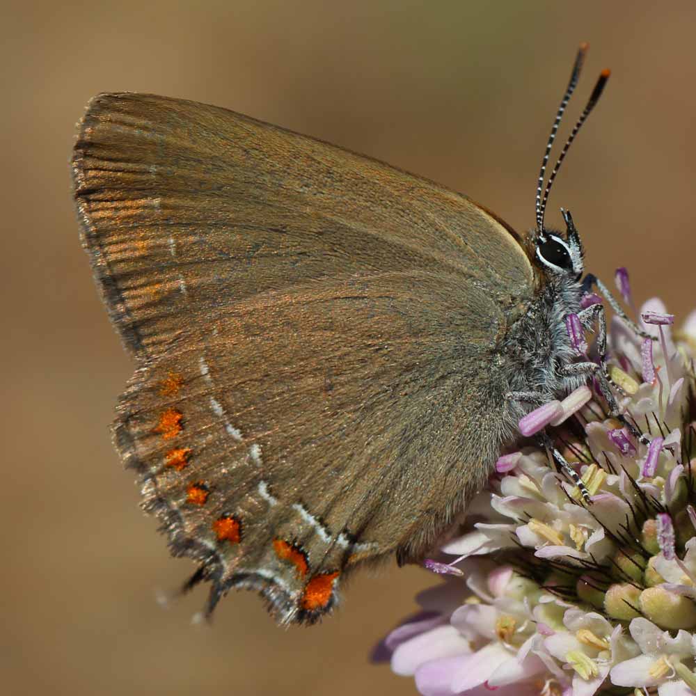 Thècle du Kermès © Marion Fouchard