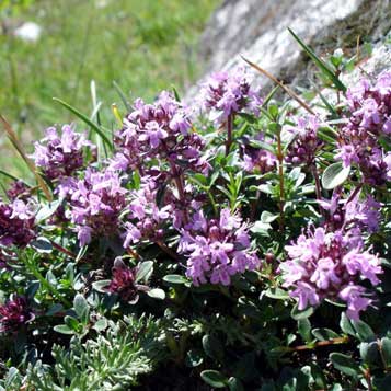 Thym serpolet © Summi
