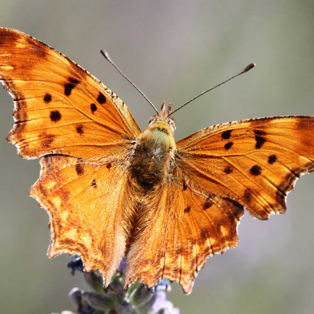 Vanesse des pariétaires © Patrick Kern
