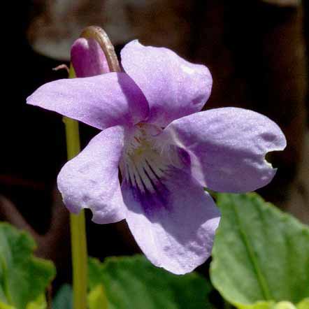 Violette de Reichenbach © Jan Van Der Straaten