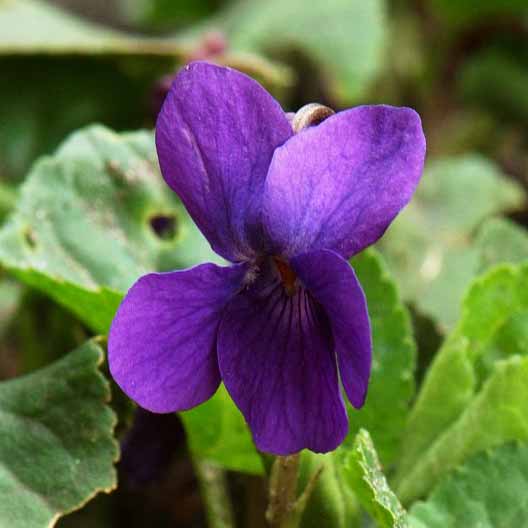 Violette odorante © Willem Van Kruijsbergen