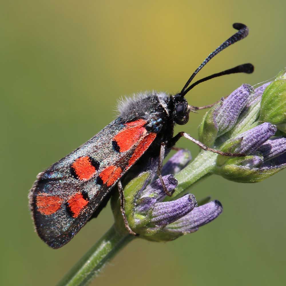 Zygène de l'esparcette © Marion Fouchard