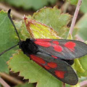 Zygène de l’herbe aux Cerfs © Daniel Morel