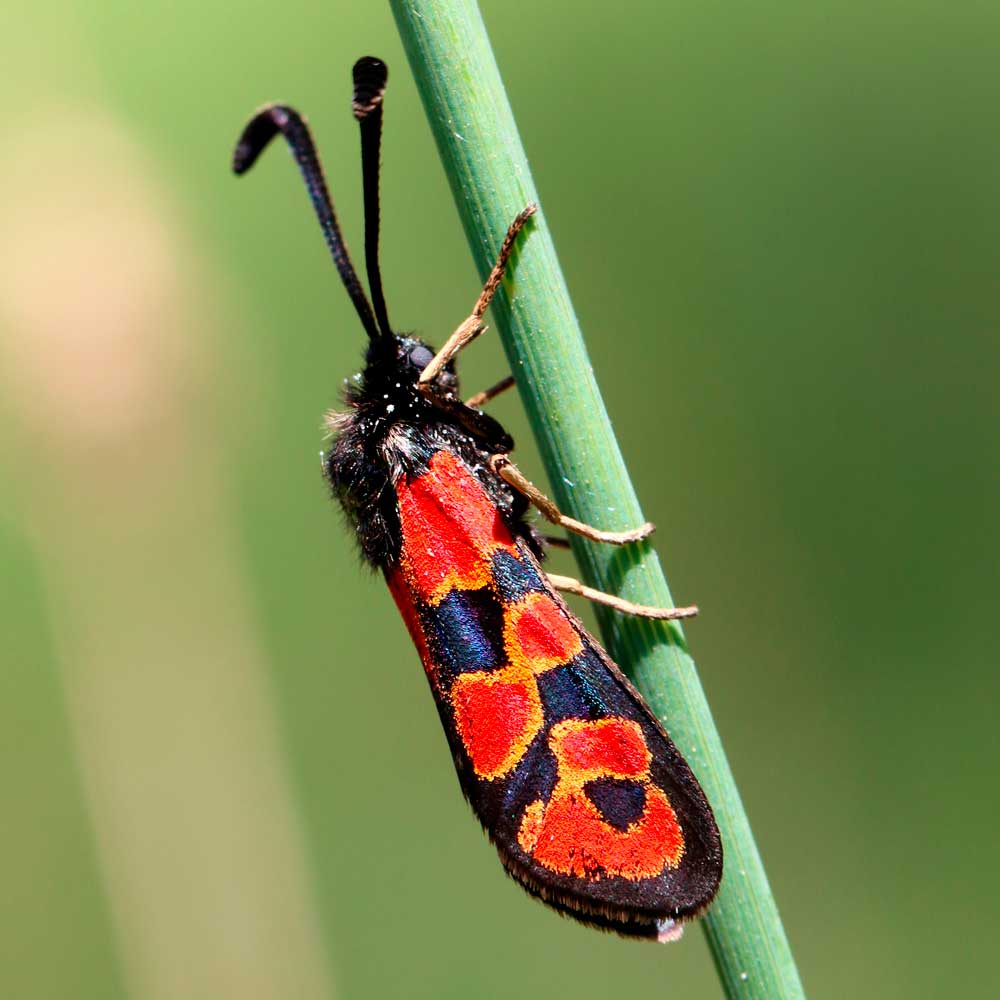 Zygène de la bugrane © Marion Fouchard