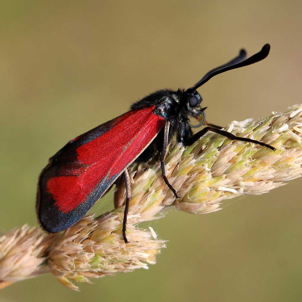 Zygène de la Vésubie © Marion Fouchard