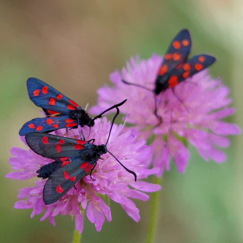 Zygène des prés © Véronique Roguet
